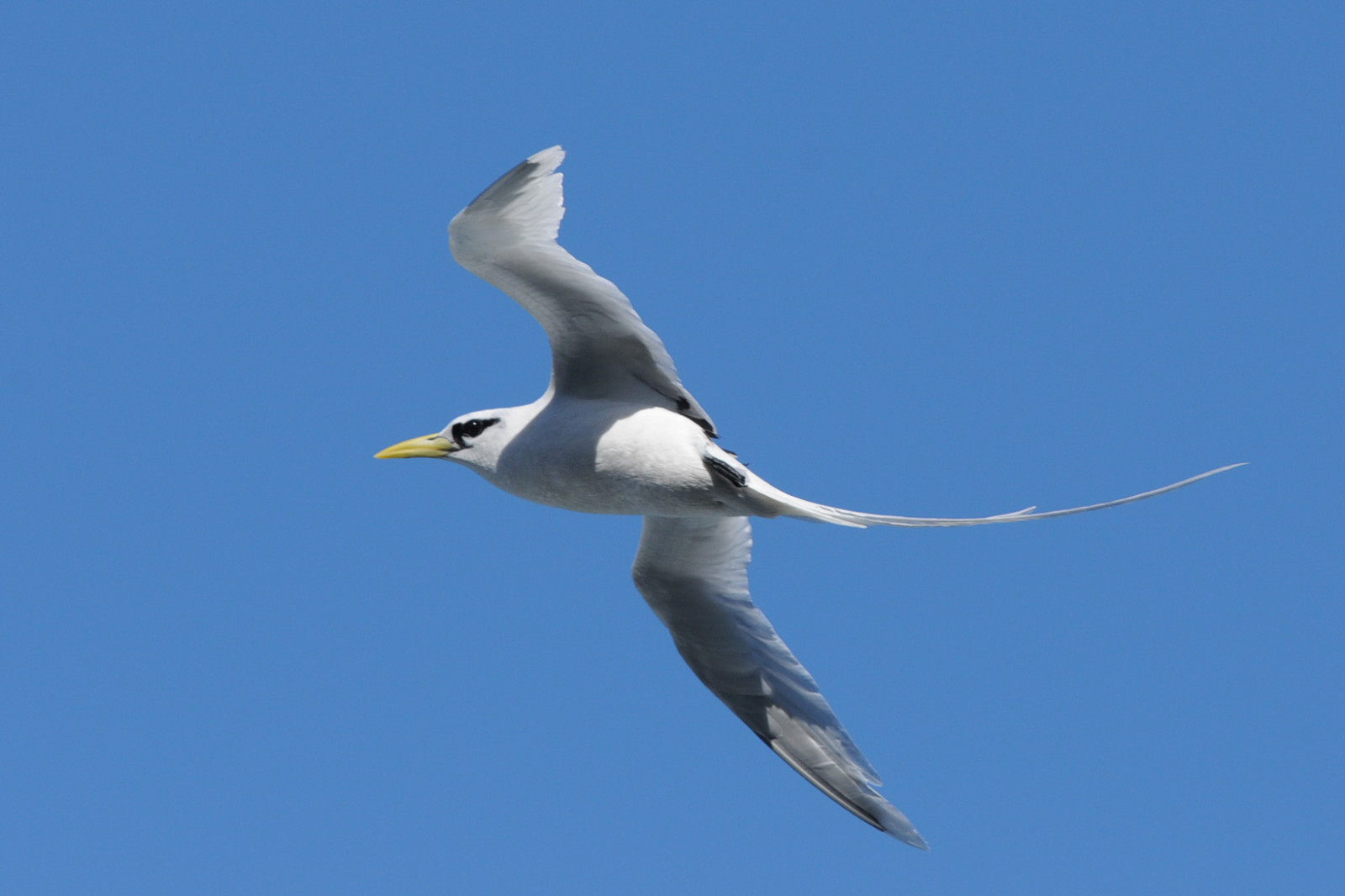 image White-tailed Tropicbird